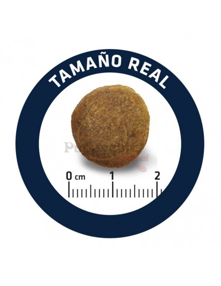 Advance Pastor Alemão Adulto Alimento Seco Cão