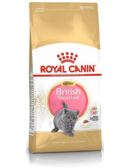 Royal Canin Gato Kitten British Shorthair