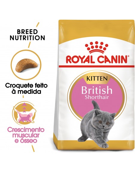 Royal Canin Gato Feline Beed Nutrition Kitten British Shorthair Alimento Seco Gato