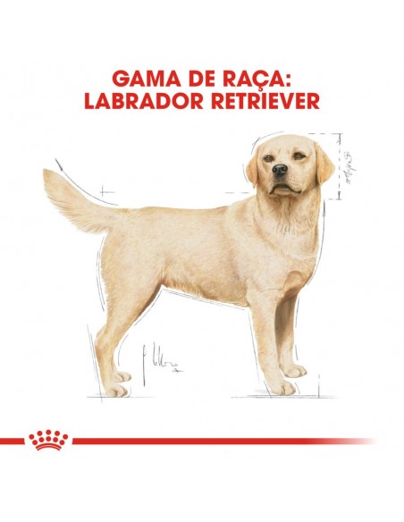 Royal Canin BHN Labrador Retriever Adult Alimento Seco Cão